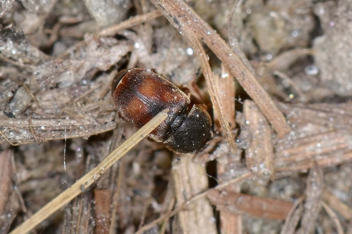 Nitidula carnaria - Nitidulidae